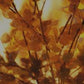 Baptized by Fire - Local Church Media