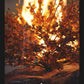 Baptized by Fire - Local Church Media