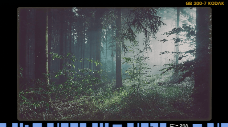 Film in the Forest Background - Local Church Media