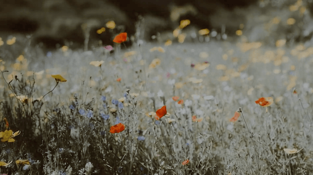 Flowers of the Field Background - Local Church Media