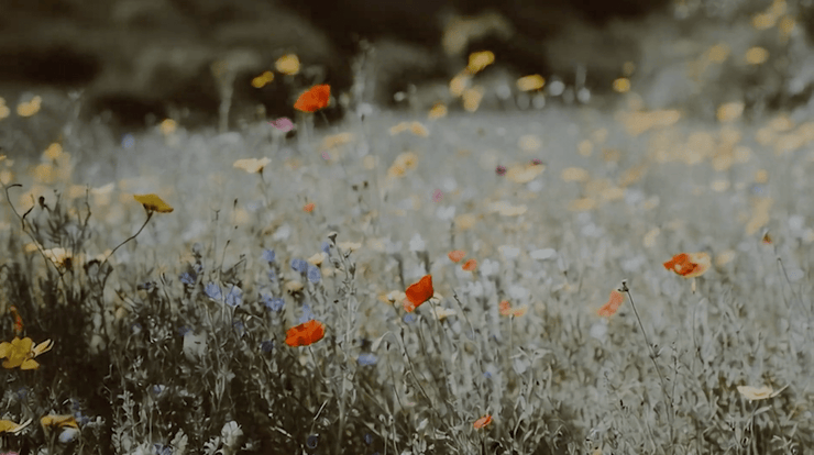 Flowers of the Field Background - Local Church Media